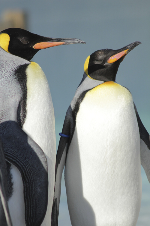 葛西臨海水族園 オウサマペンギン