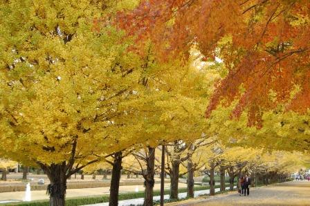 国営昭和記念公園 立川口カナール、かたらいのイチョウ並木(運動広場側)