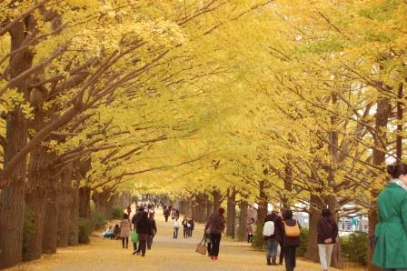 国営昭和記念公園 立川口カナール、かたらいのイチョウ並木(運動広場側)