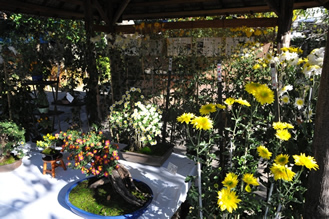 向島百花園 菊が彩る江戸花屋敷