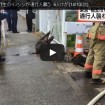 福生市とあきる野市でイノシシが通行人などを襲い男女6人がケガ