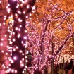 目黒川沿いの桜並木が、12万球の桜色LEDイルミネーションで「冬の桜®」に