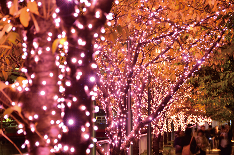 目黒川沿いの桜並木が、12万球の桜色LEDイルミネーションで「冬の桜®」に
