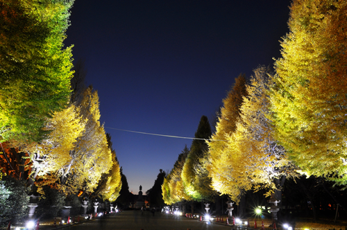 ライトアップされた夜のイチョウ並木が幻想的な東京・靖国神社