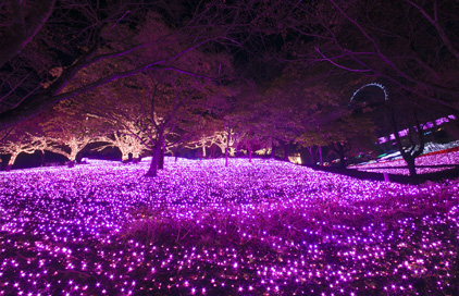 芝桜のように美しいピンク色に輝く「光の花畑」