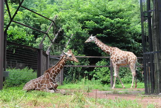 上野動物園でキリンの コハル が死亡 17歳 死因は獣医師が診断中 おでかけガイド 東京版