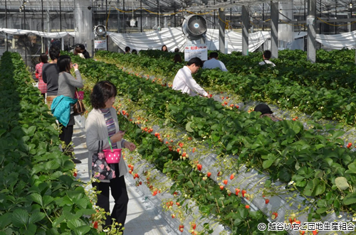 首都圏最大級の「越谷いちごタウン」