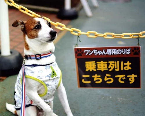 「ワンちゃん入園証」を着用して入園