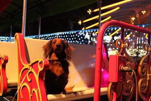 愛犬に300万球のLEDが光り輝くイルミネーションをぜひ見せてあげよう