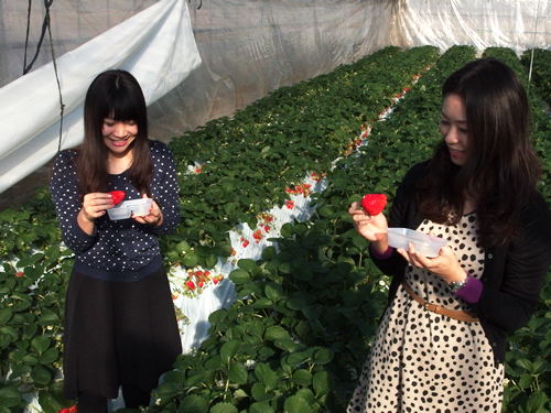 「ひらつか花アグリいちごフェア2015」が好評開催中