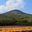 35万本のフリージアの祭典「八丈島フリージアまつり」