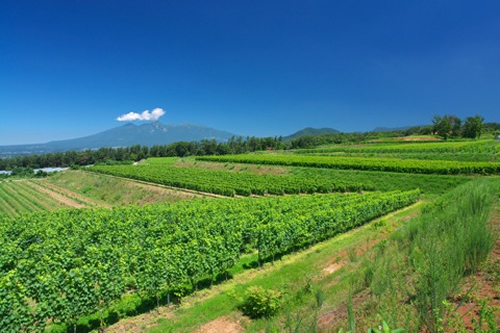 三澤農場とミサワワイナリーがある山梨県北西部に位置する明野エリア