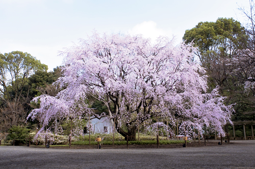 高さ約15m、幅約20mのしだれ桜