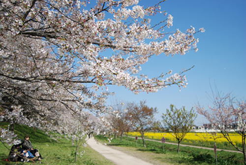 「桜の木の下でのんびり」 穏やかな春の一日、桜の木の下でお弁当を広げてピクニックはいかが。