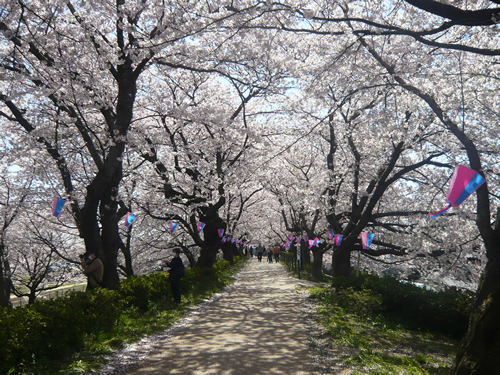 約1kmにわたって続く桜のトンネル