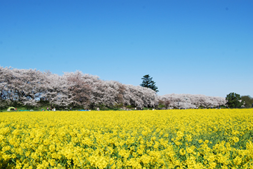 桜のピンクと隣に広がる菜の花の黄色、澄みきった青空の3色コントラストは絶景のひとこと