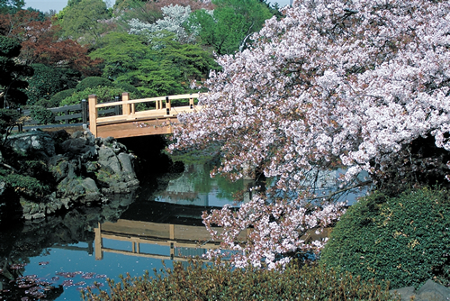 「中の池にかかるシダレザクラ」 千駄ヶ谷門近くの桜園地から芝生広場、中の池、下の池にかけてシダレザクラ、ヤエベニシダレ、コヒガン、オオカンザクラ、シュゼンジカンザクラが見事です。品種によって咲く時期が違い長く楽しめます。