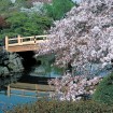 新宿御苑の桜 春の特別開園 3月25日~4月24日