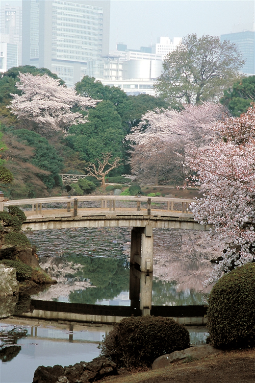 「都内随一の桜の名所 新宿御苑の桜」 都内随一の桜の名所である新宿御苑には、八重桜の「イチヨウ」を代表品種として約65種1,100本の桜が植栽されており、2月のカンザクラから4月下旬のカスミザクラまで楽しめます。
