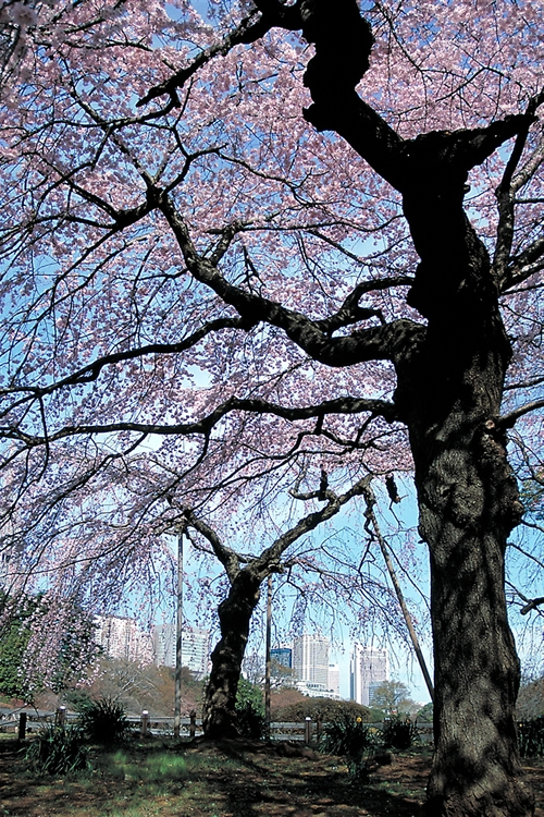 「新宿御苑の桜」 新宿御苑の桜とのゆかりは古く、江戸時代までさかのぼります。明治時代に皇室行事として始まった「観桜会」は大正時代から新宿御苑に移されました。
