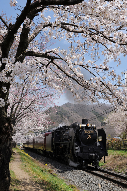 満開の桜の中を走る「SLパレオエクスプレス」