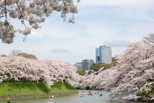 ボートで桜のすぐ下まで漕いでみるのがおすすめ