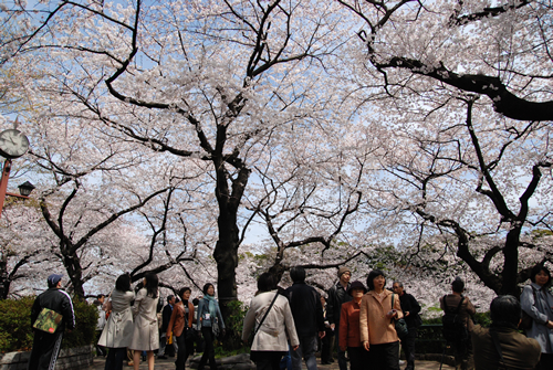 千鳥ケ淵や半蔵濠の土手に並ぶものから、干代田区の管理する千鳥ケ淵公園の桜までを数え合わせると、その数400本以上にのぼる