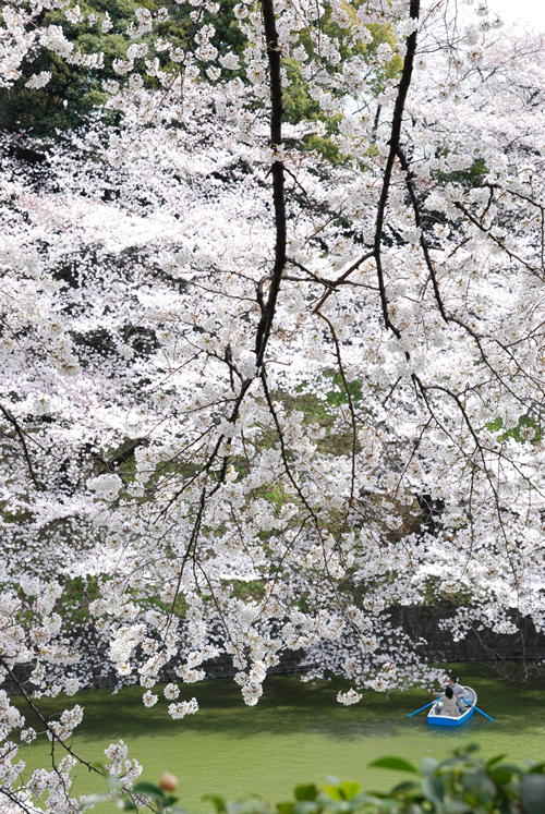 都内随一の桜の名所として知られる「千鳥ケ淵緑道
