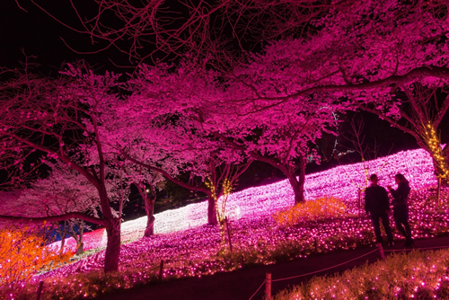 「夜桜イルミネーション」昨年の様子