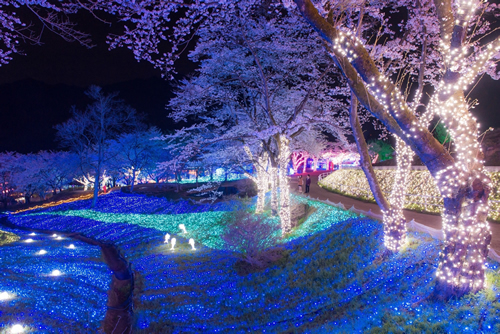 「夜桜イルミネーション」昨年の様子
