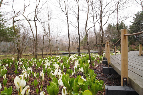 「箱根湿生花園」では約2万株の「ミズバショウ(水芭蕉)」が季節になるといっせいに咲き始める