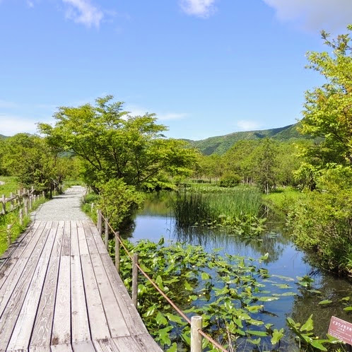 初夏の箱根湿生花園
