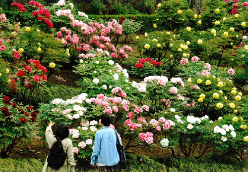 ぼたんは東松山市の花にもなっており市民にも親しまれている