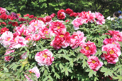 種類は約350種で、一つの花に赤白二つの色があるもの、黒に近いものなど多種多様なぼたんを見ることが出来る
