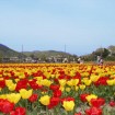 関東最大級のチューリップ畑!羽村市「チューリップまつり」が4/9~4/26開催