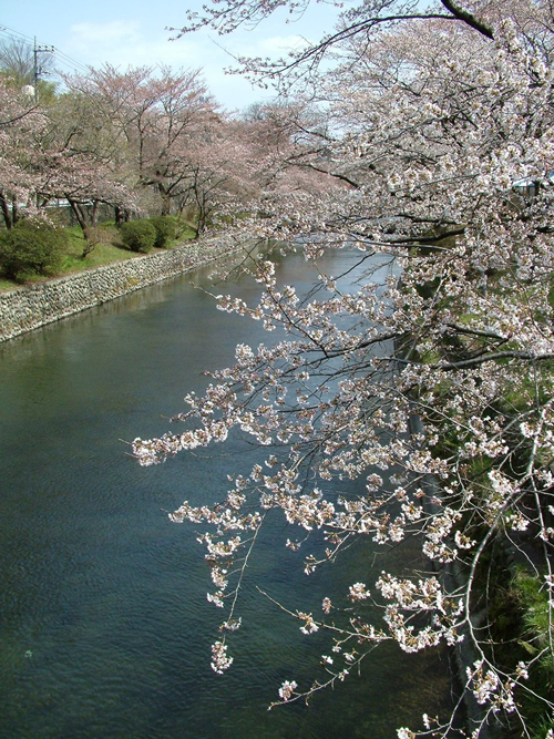 玉川上水沿いの桜 羽村市には玉川兄弟の像もある