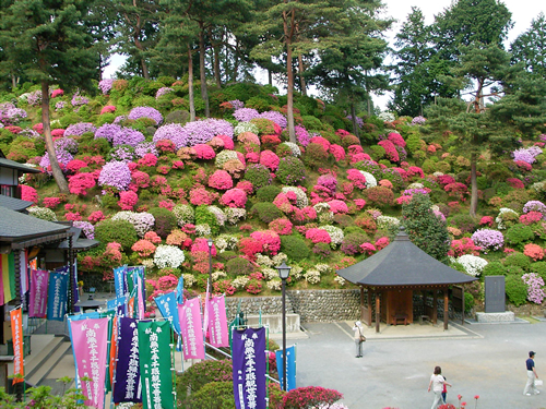 塩船観音寺のつつじは早咲き・中咲き・遅咲きと順に咲くように植栽