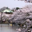 「第66回うえの桜まつり」が2015年3月21日から開催