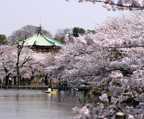 第66回うえの桜まつり が15年3月21日から上野公園で開催 300mの桜並木が圧巻 おでかけガイド 東京版