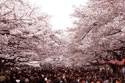 300mの桜並木が続く公園中通り
