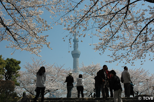 桜の向こうには東京スカイツリー®