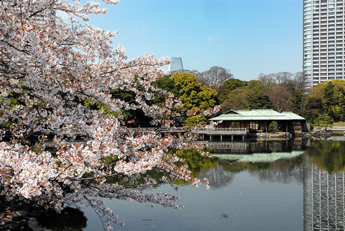 3月下旬から4月上旬はソメイヨシノが満開となり庭園に彩りを添える