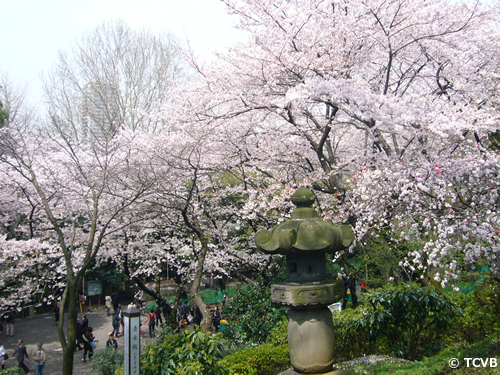 江戸時代から桜の名所として名高い上野公園