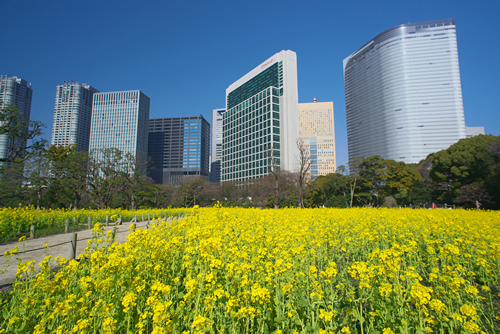 菜の花と桜の競演も 国の特別名勝 浜離宮恩賜庭園で 春の開園時間延長 おでかけガイド 東京版