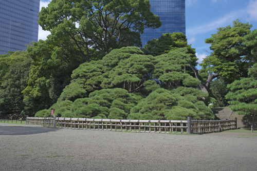 六代将軍家宣が庭園を大改修した時に偉業をたたえて植えられた「三百年の松」