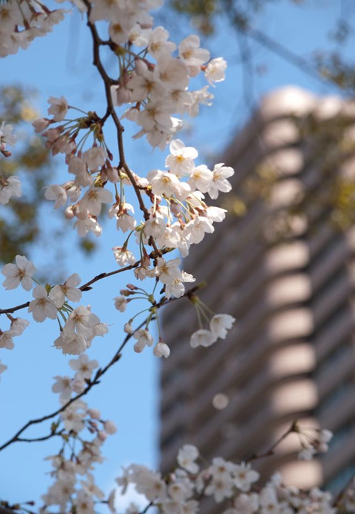春の御殿山庭園に咲く桜