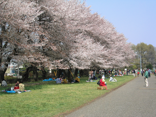 約200mのソメイヨシノの桜並木が続く西東京の「東大生態調和農学機構(旧東大農場)」