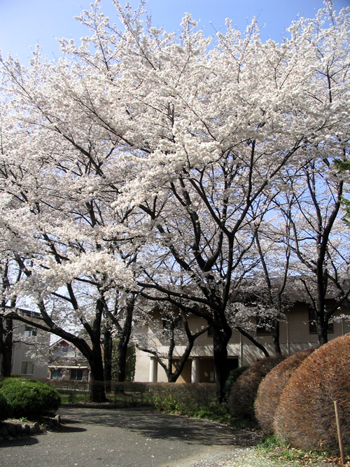 約200mにわたり桜(染井吉野)が新旧2列に植樹