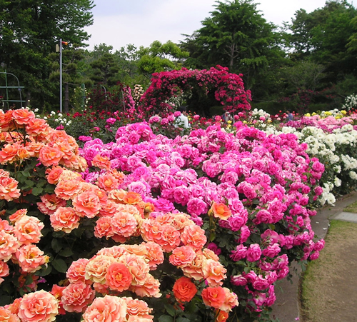 まるで秘密の花園のような「バラ園」