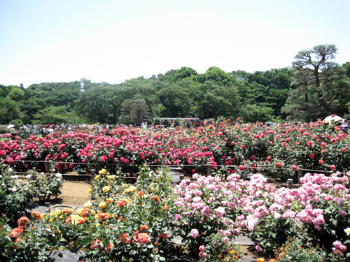 緑豊かな多摩丘陵に囲まれた「秘密の花園」